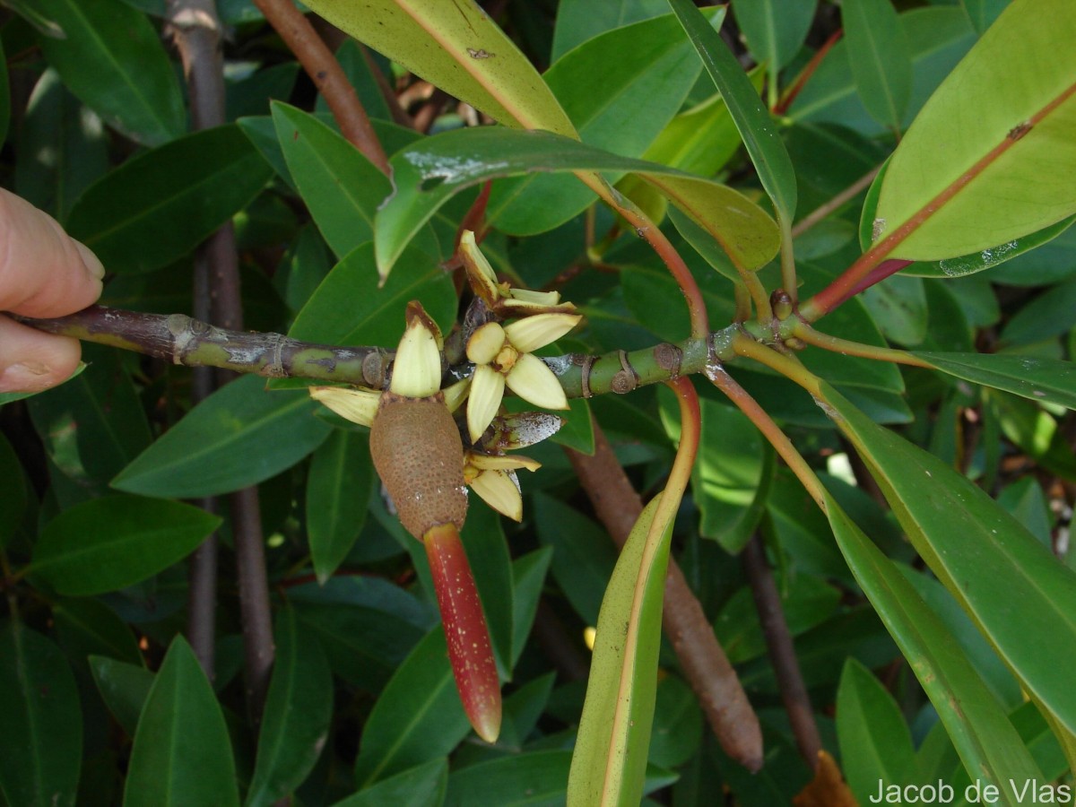 Rhizophora apiculata Blume